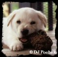 OldDawg #2...
	- Thanks for visiting OldDawgs.com